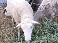 Widder, Romanov sheep — Foto 2