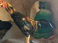 Chickens — Foto 2