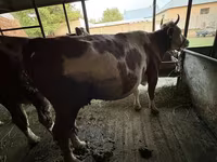 Kuh, Latvian Blue cattle — Foto 4