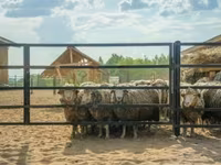 Sheep (batch, sex not specified), Sheep — photo 3