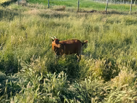 Goat, Goats — photo 5