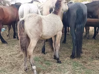 Caballo, Caballos — foto 5