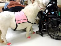 Stute, Miniature horse — Foto 5