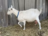 تيس, Saanen goat — الصورة 8