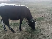 Cow, Cattle — photo 2