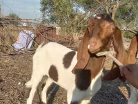 Ziege, Kamori goats — Foto 2