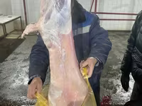 Schaf, Krasnoyarsk sheep — Foto 7
