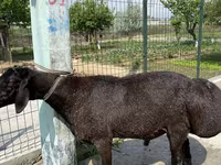 Widder, Blackheaded Persian sheep — Foto 2