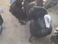 أبيض عريض الصدر — الصورة 2