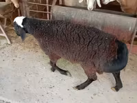 Ram, Blackheaded Persian sheep — photo 4