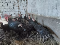 Turkeys — foto 3