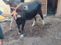 Vaca, Ganado vacuno — foto 7
