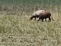 भेड़, Romanov sheep — फ़ोटो 3
