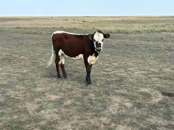 गाय, Simmental cattle