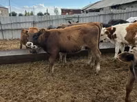 Bull, Cattle — photo 7