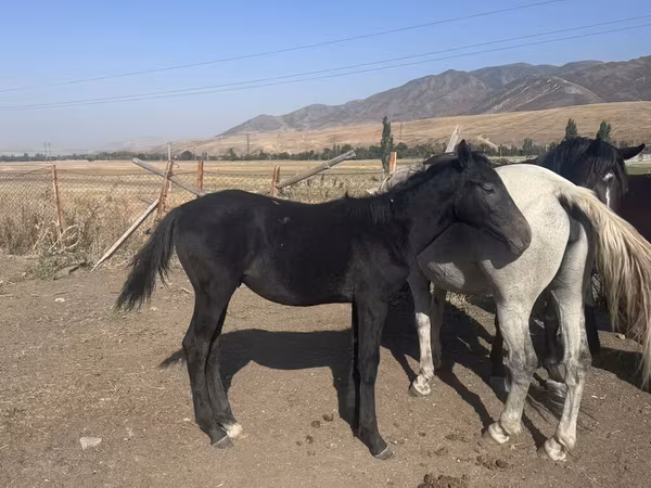 Caballo, Russian Don