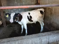 ثور, Swiss cattle — الصورة 4