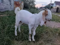 Billy Goat, Gulabi goats — photo 3