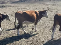 بقرة, Simmental cattle — الصورة 3