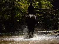 Horse (M), Friesian — photo 7
