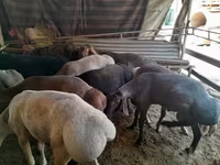 Ram, Sheep — photo 5
