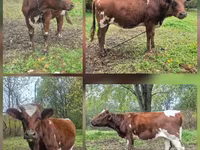 Cow, Ayrshire — photo 2