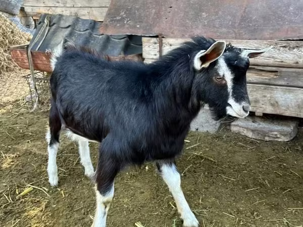 تيس, Alpine goat