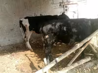 Kuh, Russian Black pied cattle — Foto 2