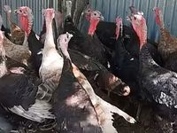 Turkeys — photo 2