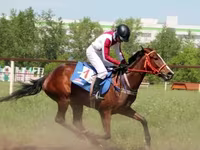 Mare, Arabian horse — photo 3