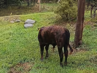 Bull, Aberdeen-Angus — photo 4