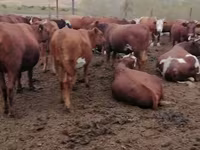 Vaca, Vaca de estepa roja — foto 1