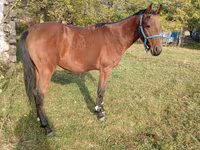 Horse (M), Anglo-Arabian — photo 4