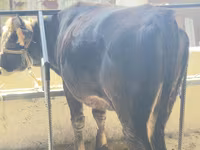 Bull, Brown Latvian — photo 1