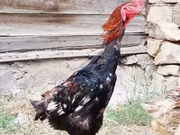 Gallinas Shamo — foto 3