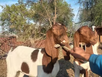 Ziege, Kamori goats — Foto 7