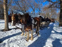 Horse (M), Pinto horses — photo 6