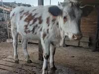 ثور, Swiss cattle — الصورة 3