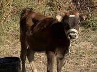 Kuh, Russian Black pied cattle — Foto 4