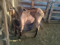 عنزة, Alpine goat — الصورة 3