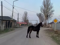 公马, Friesian — 照片 1
