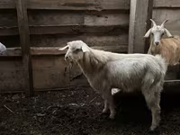 Ziegenbock, Ziegen — Foto 1