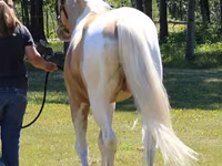 Horse (M), American paint horse — photo 3