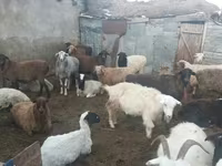 ثور, Simmental cattle — الصورة 3