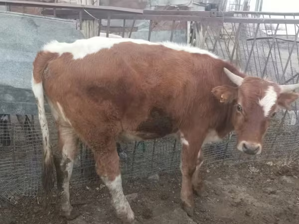 ثور, Simmental cattle