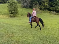 Caballo, Rocky Mountain Horse — foto 6