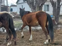 Stute, Kazakh horse — Foto 3