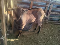 عنزة, Alpine goat — الصورة 4