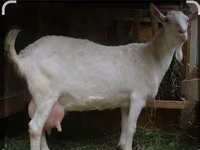 公山羊, Saanen goat — 照片 5