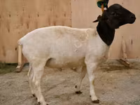 Widder, Dorper sheep — Foto 1
